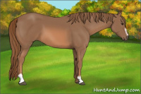 Horse Color:Chestnut Sabino 