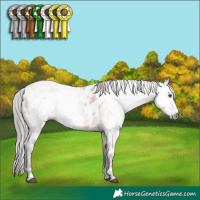 Horse Color:Gray Bay Dun Near Leopard 