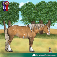 Horse Color:White Spotted Chocolate Palomino Dun Splash Tobiano