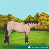 Horse Color:Bay Roan 