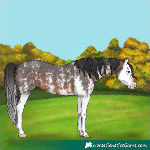 Horse Color:Brown Sabino Splash 