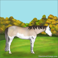 Horse Color:Amber Champagne Sabino Splash 