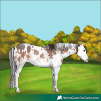 Horse Color:White Spotted Brown Sabino Splash 