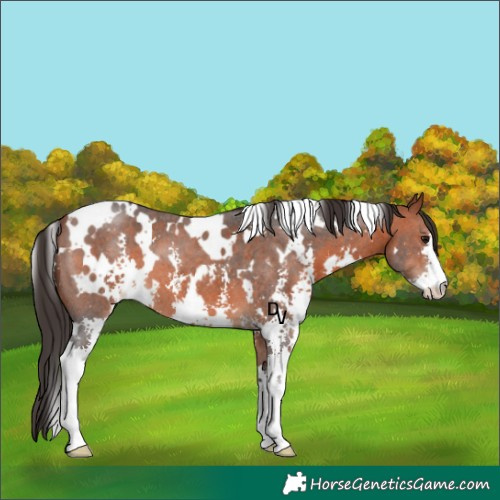 Horse Color:White Spotted Bay Sabino 