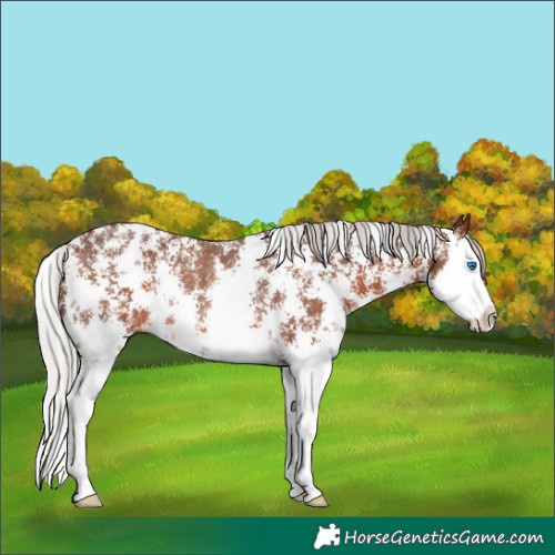 Horse Color:Silver Brown Sabino Splash Rabicano 