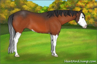 Horse Color:Brown Sabino Splash 