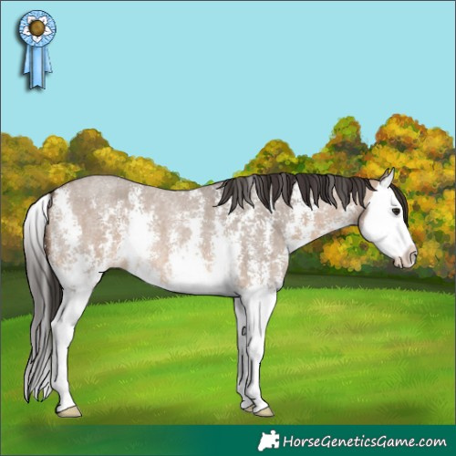 Horse Color:Brown Roan Dun Sabino Splash 