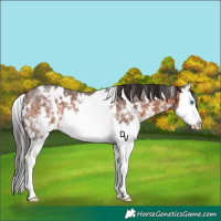Horse Color:White Spotted Brown Sabino Splash 