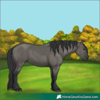 Horse Color:Grullo 