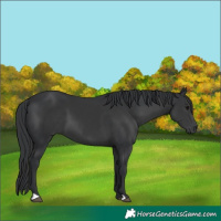 Horse Color:Black 