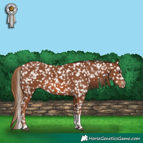 Horse Color:Chestnut Tobiano Appaloosa 