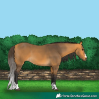 Horse Color:Buckskin 