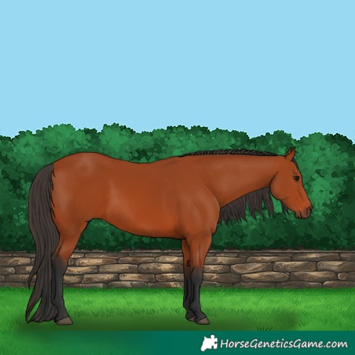 Horse Color:Bay 