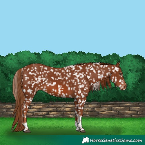 Horse Color:Chestnut Tobiano Snowflake Varnish