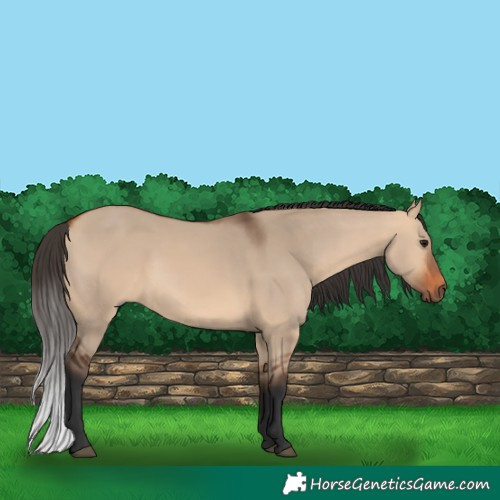 Horse Color:Bay Dun