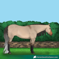 Horse Color:Bay Dun 
