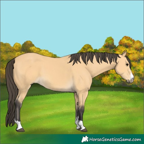 Horse Color:Buckskin 