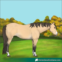 Horse Color:Buckskin 