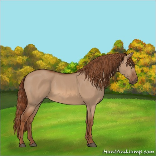 Horse Color:Red Dun