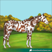 Horse Color:Chestnut Appaloosa