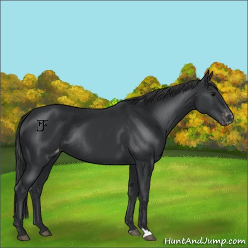 Horse Color:Black Appaloosa Rabicano 