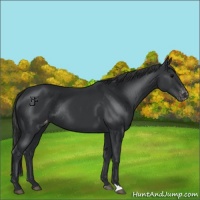 Horse Color:Black Appaloosa Rabicano