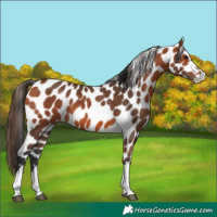 Horse Color:Bay Appaloosa 