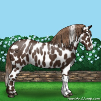 Horse Color:Liver Chestnut Near Leopard 