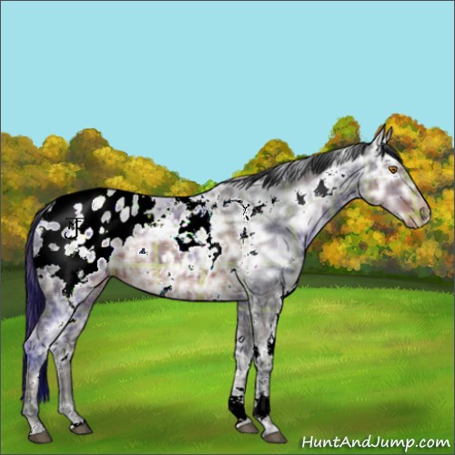 Horse Color:Plaid  White Spotted Brown Ice Appaloosa 