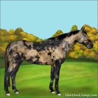 Horse Color:Void White Spotted Bay Ice Splash Varnish
