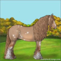 Horse Color:White Spotted Red Dun Rabicano 