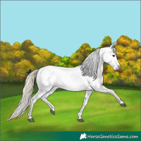 Horse Color:Palomino Appaloosa 