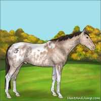 Horse Color:Buckskin Ice Tobiano Appaloosa 