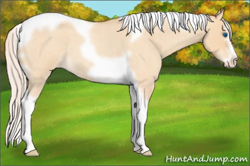 Horse Color:Silver Amber Champagne Roan Dun Splash Tobiano Frame Appaloosa Rabicano 