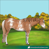 Horse Color:White Spotted Chestnut Splash 