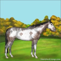 Horse Color:White Spotted Brown Frame 