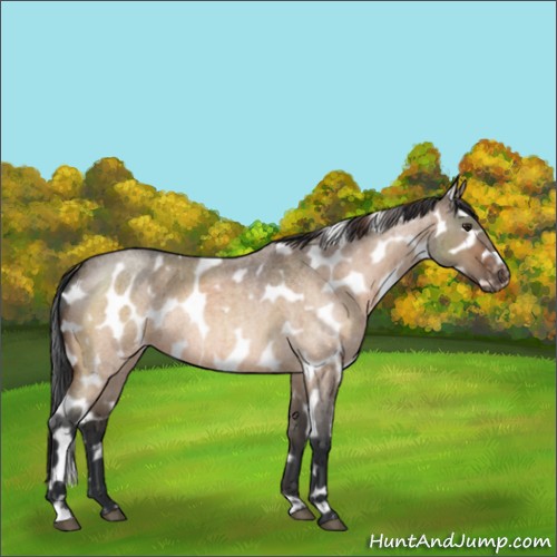 Horse Color:Bay Roan Dun Mushroom Near Leopard Rabicano Brindle 