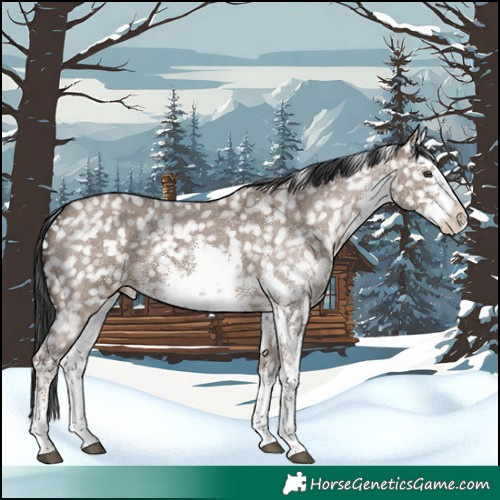 Horse Color:White Spotted Liver Red Dun Sabino Snowflake VarnishRabicano 
