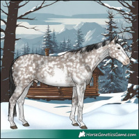 Horse Color:White Spotted Liver Red Dun Sabino Snowflake VarnishRabicano 