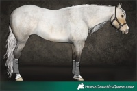 Horse Color:Silver Buckskin Roan Dun