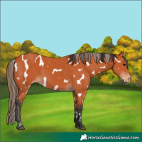 Horse Color:Bay Appaloosa