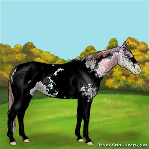 Horse Color:Nacre White Spotted Sable Champagne Ice Tobiano Appaloosa 