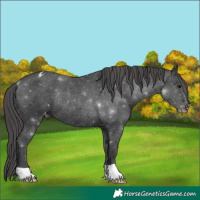 Horse Color:Black Appaloosa Rabicano 