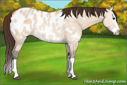 Horse Color:Bay Dun Splash Appaloosa 