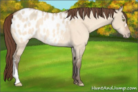 Horse Color:Amber Champagne Dun Appaloosa 