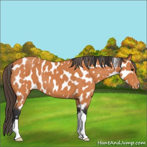 Horse Color:Bay Appaloosa 