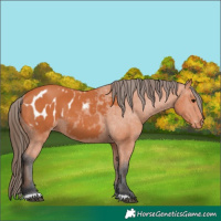 Horse Color:Bay Appaloosa 
