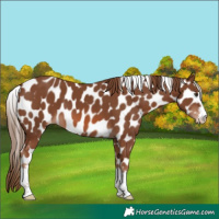 Horse Color:Chestnut Leopard 