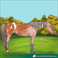 Horse Color:Bay Appaloosa