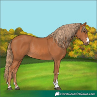 Horse Color:Chestnut Rabicano 